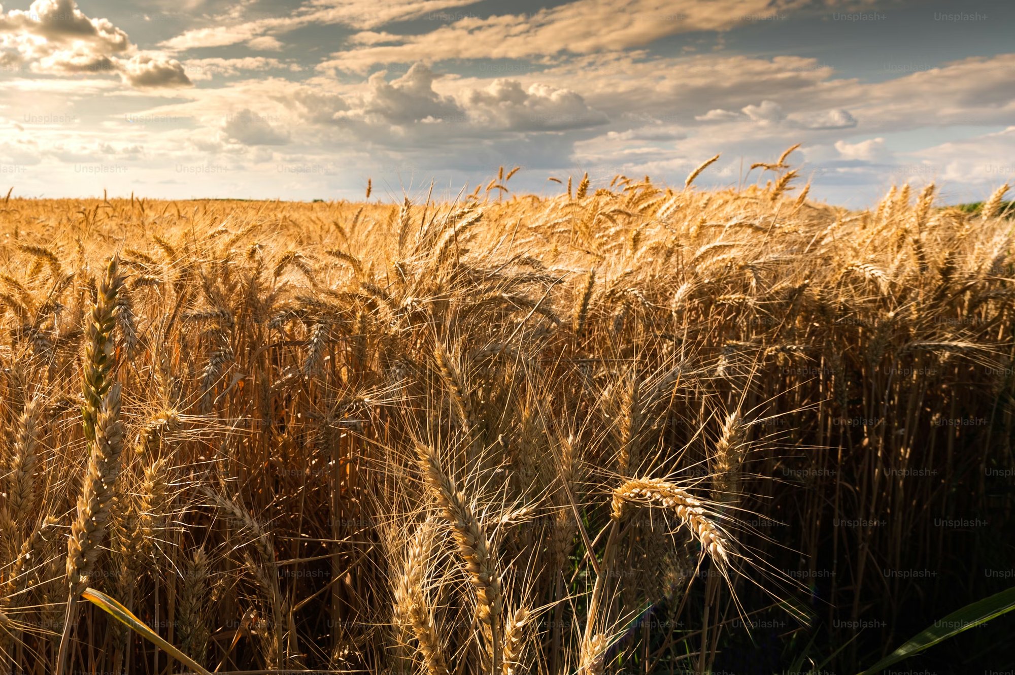 Golden wheat field under a cloudy sky